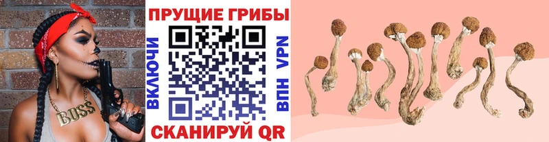 Псилоцибиновые грибы Magic Shrooms  даркнет Telegram  Каспийск  где продают наркотики 